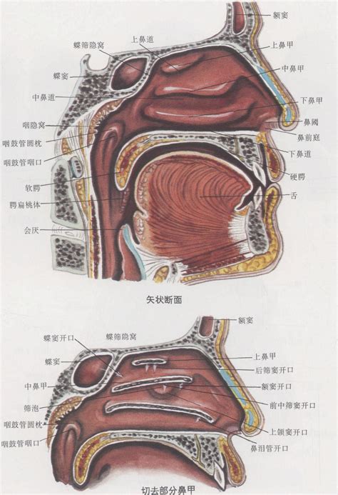 鼻子跟嘴巴中間|鼻子和口腔连接示意图